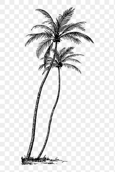 Coconut Tree Png, Coconut Tree Drawing, Palm Tree Sticker, Palm Tree Png, Palm Tree Drawing, Vintage Botanical Illustration, Tree Palm, Vintage Png, Tree Png