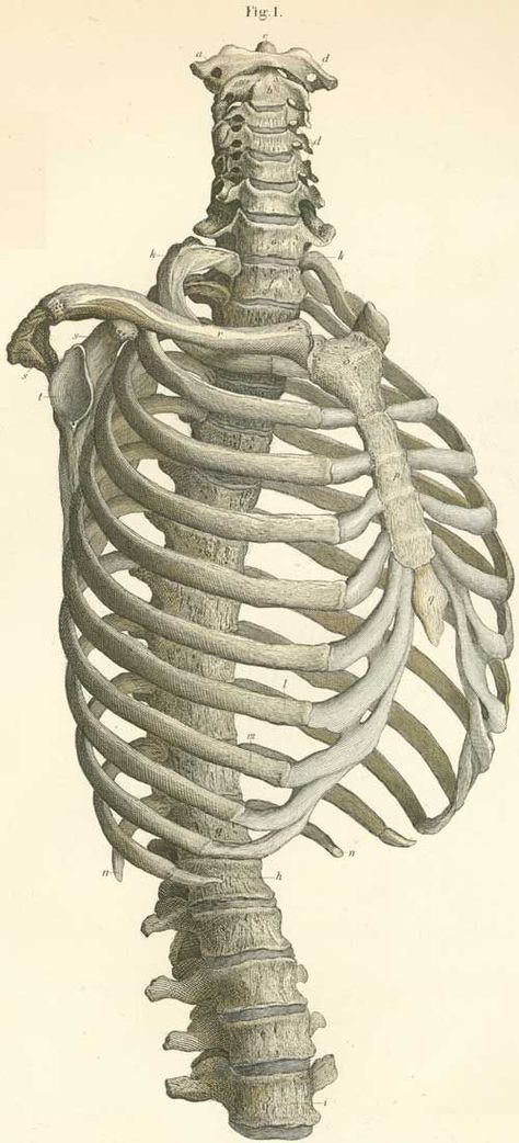 The vertebrae of the thorax, with the cervical, lumbar and shoulder; on the right side and seen from the front. Spine Reference, Anatomy Pictures, Human Torso, Skeleton Anatomy, Male Figure Drawing, Leipzig Germany, Human Skeleton, Human Figure Drawing, Human Anatomy Art