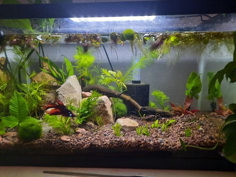 3 Gallon Betta Tank, 10 Gallon Planted Aquarium, 10 Gallon Betta Tank, Betta Fish Tank Ideas 5 Gallon, 10 Gallon Aquascape, 5 Gallon Betta Tank, 20 Gallon Fish Tank, Planted Betta Tank, Betta Tanks