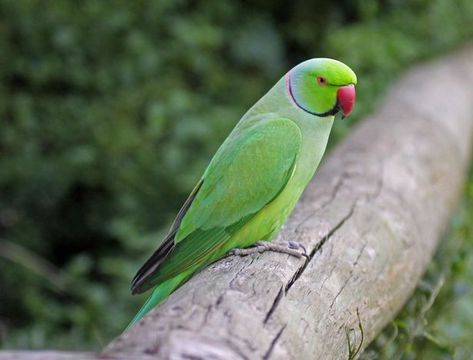 Bright green Indian Ringneck parakeets are officially the UK�’s only naturalised #parrots | They've been a common sight in parts of London for many years now, but they've recently been spotted in Bristol too - and it looks like they're there to stay. Ring Necked Parakeet, Green Parakeet, Parrot Pet, Indian Rings, Most Beautiful Birds, Exotic Birds, Pretty Birds, Bird Species, Exotic Pets