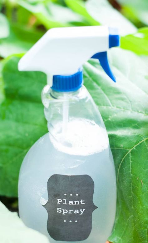 DIY Insecticidal Plant Spray. Want to get rid of those pests without poisoning your garden? Here is an easy and healthy way to keep the bugs away! Homemade Bug Spray Recipe, Garden Bug Spray, Bug Spray For Plants, Pest Spray, Homemade Bug Spray, Diy Bug Spray, Bug Spray Recipe, Plant Bugs, Natural Insecticide