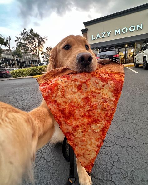 One bite, everybody knows the rules 🍕 The infamous @lazymoonpizza known for their GIANT pizza slices 🤩 Donut’s score: 9.999999/10 ***The pizza is only used as a prop and Donut is rewarded with lots of treats (and maybe a bite of the cheese😜) for being the best boy*** #dogselfie #dogsoforlando #orlandoflorida #pizza #orlandofoodie Giant Pizza, Sun And Moon Drawings, Pizza Funny, Giant Dogs, Cute Animals Puppies, Very Cute Dogs, Dog Selfie, Twin Flames, Pizza Slice