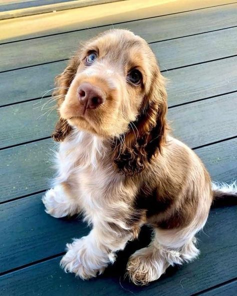 Aussie Cocker Spaniel, Australian Shepherd Cocker Spaniel, Gold Cocker Spaniel Puppy, Spotted Cocker Spaniel, Mini Cocker Spaniel Puppies, Cockaspaniel Puppies, Mini Cocker Spaniel, Chocolate Cocker Spaniel, English Cocker Spaniel Puppies