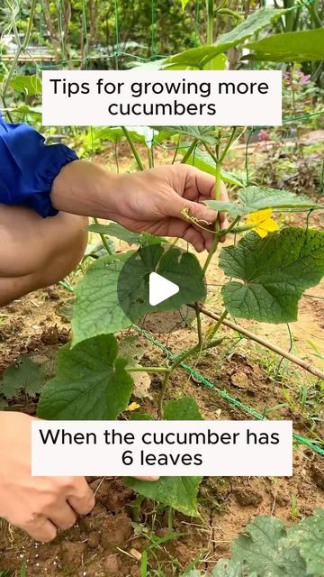 Amazing Garden on Instagram: "Tips for growing cucumbers to produce lots of fruit #gardeningfun #gardening_feature #urbangardening #gardeninguk #gardeningphoto #gardeningistherapy #gardening101 #gardeningisfun #gardeningtime #gardeningday #gardeningproblems #gardeninggoals #gardeningideas #gardeninglove #gardening4pleasure #gardeningtips #gardeningmakesmehappy" Cucumber Plants Growing Tips, Cucumber Growing Tips, Fruit Garden Design, Patio Vegetable Garden, Cucumber Growing, Cucumber Garden, 2024 Tips, How To Grow Cucumbers, Cucumber Gardening