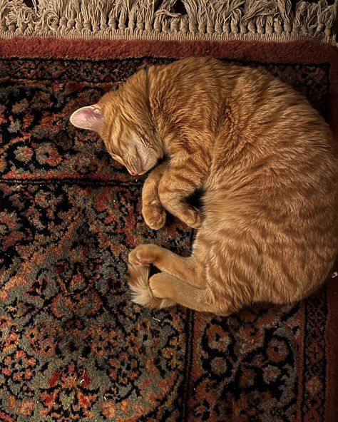 Orange Cat Aesthetic, Autumn Rug, Fall Cat, Image Swag, Online Quiz, A Black Cat, Cat Sleeping, Cat Person, Increase Sales