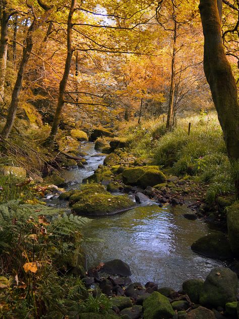 golden autumn woodland with autumn forst trees with a stream run Norse Witch, Fae Aesthetic, Autumn Court, Pixie Hollow, Vulture Culture, Golden Autumn, Aesthetic Content, Crisp Autumn, Autumn Scenery