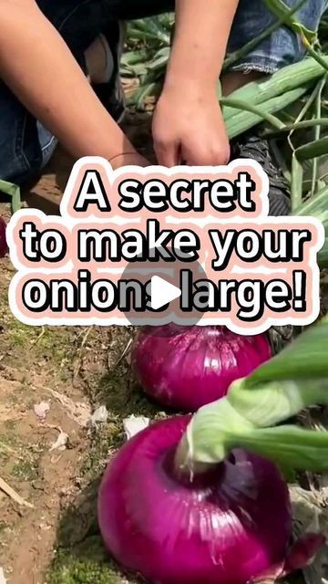 Onion Plant, Harvest Onions, Onion Garden, Florida Farm, Growing Onions, Planting Onions, Vegetable Plants, Vegetable Farming, Vegetable Garden Diy