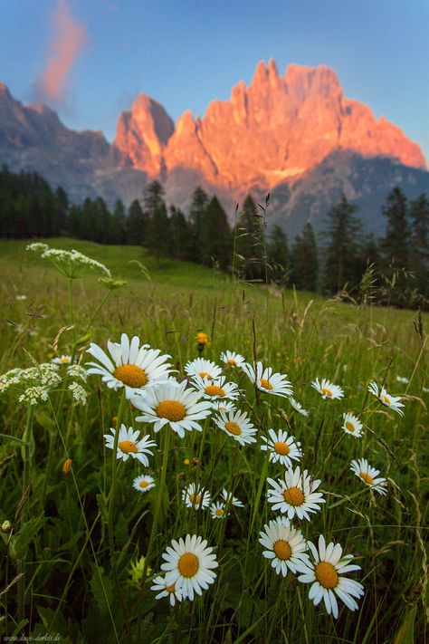 Mountain Reference, Garden Corner Ideas, Environment Photography, Collage Landscape, Colorado Fall, Garden Corner, Dolomites Italy, Valley Flowers, Italy Beautiful