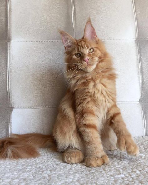 Mancoon Cats, Maine Cooney Cats, Bengal Cat Facts, Cutest Kittens, Thing One, Dream's Cat, Rare Cats, Bengal Cats, Image Chat