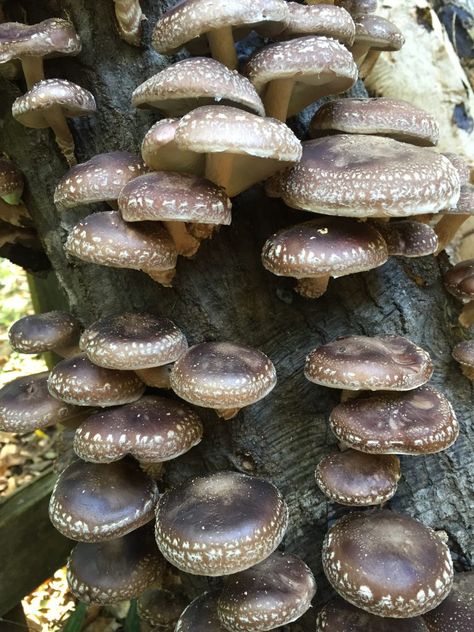 Mushroom Plugs, Growing Mushrooms Indoors, Growing Shiitake Mushrooms, Growing Mushrooms At Home, Mushroom Spores, Mushroom Kits, Mushroom Grow Kit, Mushroom Growing, Mushroom Plant