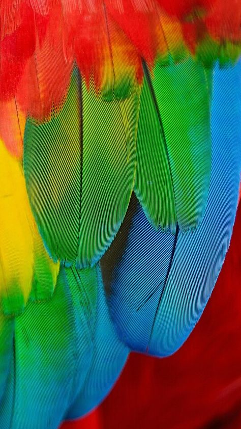 Macaw Wallpaper, Macaw Feathers, Parrot Wallpaper, Conure Parrots, Parrot Feather, Pencil Drawings Of Flowers, Macaw Parrot, Mood Images, Sunflower Wallpaper