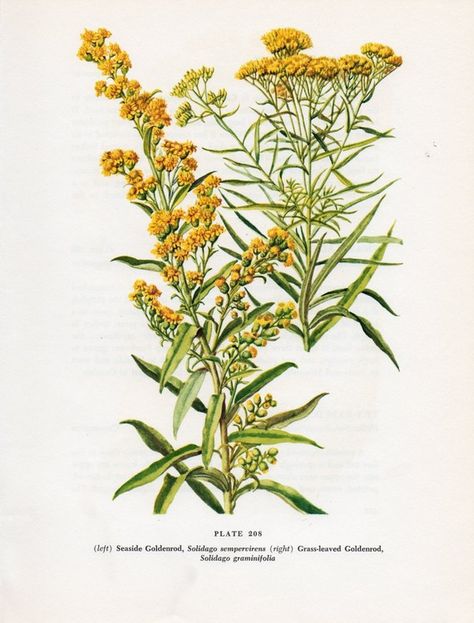 Goldenrod botanical print Seaside Goldenrod, Goldenrod Tattoo, Goldenrod Flower, Scientific Drawing, Vintage Botanical Prints, Vintage Floral Print, Plant Illustration, Vintage Botanical, 1950s Vintage