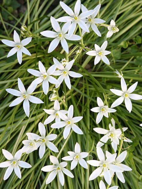 Star of Bethlehem 5 Star Of Bethlehem Flower, Bach Remedies, Flower Healing, Healing Flowers, Bach Flowers, Flower Remedies, Rain Lily, Bach Flower Remedies, Flower Remedy