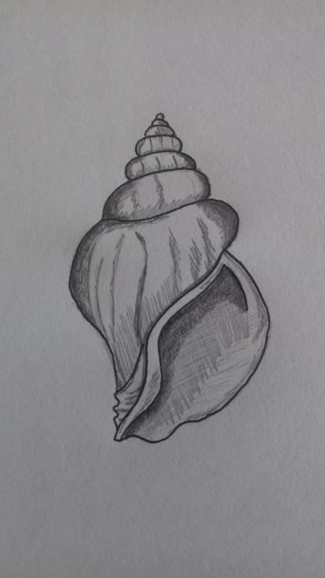 Seashell Pencil Drawing, Ocean Sketches Simple, Conch Shell Drawing Simple, Sea Shells Sketch, Cute Drawings Summer, Seashell Art Drawing, Drawings Of Sea Animals, Ocean Things To Draw, How To Draw A Shell