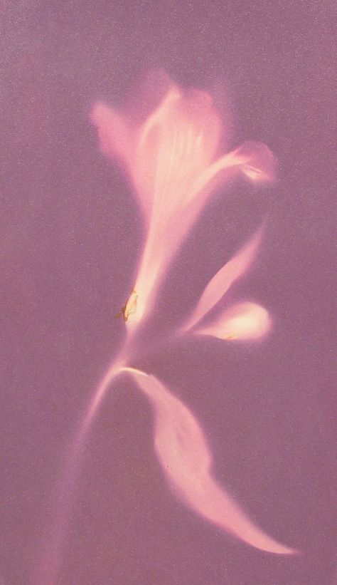 Lumen Prints, A Level Photography, Beach Sunset Wallpaper, Floral Cards Design, Purple Wallpaper Iphone, Pink Posters, Phone Wallpaper Patterns, Sunset Wallpaper, Photo Projects