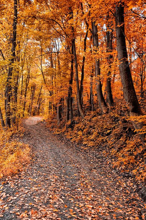 The Autumn Road. Source plus.google.com Leaves On The Ground, Fall Hike, Autumn Scenes, Cat Air, Autumn Scenery, Dirt Road, Foto Art, Autumn Beauty, Best Seasons