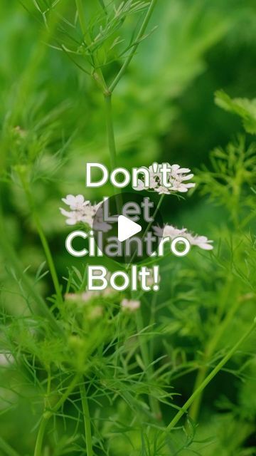 Angela Judd on Instagram: "Fresh cilantro from the garden is so good! Use these tips to keep your cilantro from bolting as long as possible. ⁣⁣
⁣⁣
If you want my cilantro growing guides plus a link to my favorite slow-bolt cilantro seeds send to your DM’s comment links and I’ll send them your way. ⁣⁣⁣
⁣⁣
What’s your favorite way to use cilantro? ⁣⁣⁣
⁣⁣⁣
⁣⁣⁣
#howtogrowyourownfood #cilantro #gardeningtips #vegetablegarden #growyourownfood #organicgarden #desertgarden #arizonagarden" How To Save Cilantro, Cilantro Growing, How To Make Cilantro Last Longer, Cilantro From Seed, Harvesting Cilantro How To, How To Harvest Cilantro, Cilantro Seeds, Growing Cilantro, Arizona Gardening