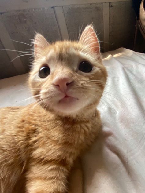 a silly orange cat looking at the camera with not a single thought behind those eyes Orange Cat, Orange, Bed, White