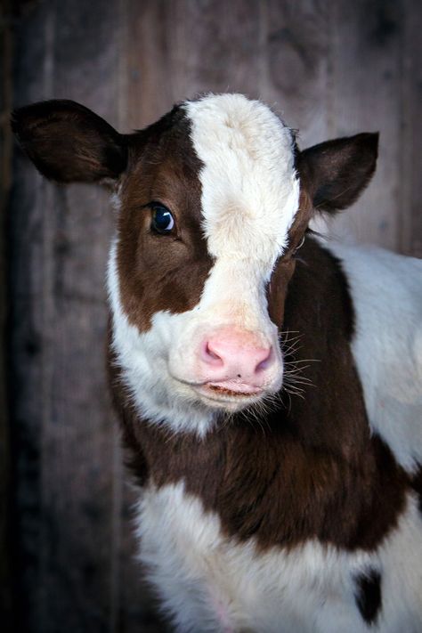 Daily Dose - February 21, 2017 - Bovine Baby - Holstein Calf 2017©Barbara O'Brien Photography www.steadfastlamb.com Regnul Animal, Baby Farm Animals, Fluffy Cows, Animal Reference, Cow Pictures, Black Cow, Baby Cows, Lil Baby