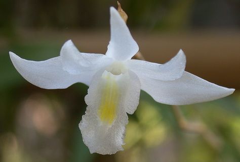 Pigeon Orchid (Dendrobium crumenatum). This beautiful orchid resembles a pigeon or a dove in flight. It grows in the lowlands of India and Southeast Asia. Many reports state it is used to treat cholera, acne and ear aches. This orchid could contain compounds with antibiotic properties. Dendrobium Crumenatum, Dove Orchid, Ear Aches, Dove In Flight, White Pigeon, The Pigeon, The Orchid, Orchid Care, Band Logo