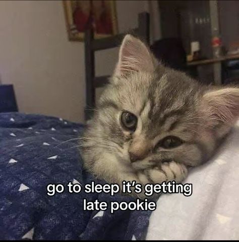 Happy Kitty Reaction Pic, Good Morning Sleepy Head, I Sleep Now You Sleep Soon Pls Duck, Cat Waking Up, Good Night Cute Pics, Good Night Cat Images, Go To Sleep Funny, Gn Cat, Cat Saying Hi