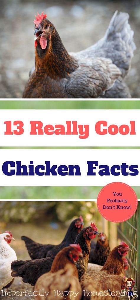 Chickens Breeds, Backyard Goats, Raising Meat Chickens, Chicken Facts, Duck Stuff, Baby Chicks Raising, Chicken Incubator, Raising Chicken, Portable Chicken Coop