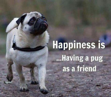 Funny Pugs, Pug Dogs, Baby Pugs, Pug Quotes, Pug Mug, Pugs And Kisses, Pug Pictures, Pug Art, Francia Bulldog