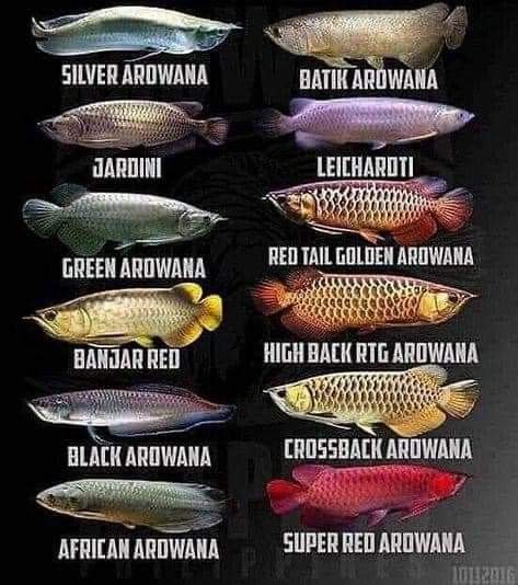 Arwana Fish, Fish Chart, Fish Freshwater, Oscar Fish, Ikan Air Tawar, Tropical Fish Aquarium, Tropical Freshwater Fish, Dragon Fish, Betta Fish Tank