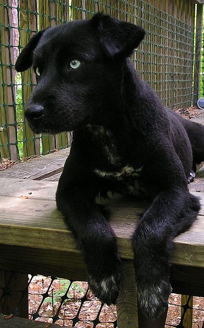 Doberman Training, German Pinscher, Doberman Puppy, Doberman Pinscher Dog, Guard Dogs, Doberman Pinscher, Dog Show, Black Dog, Shepherd Dog