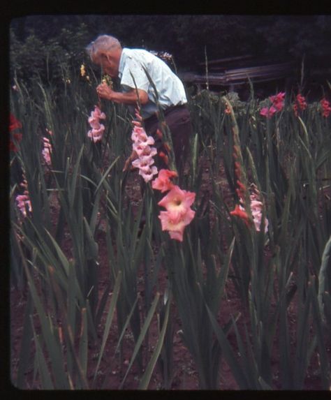 lostslideshows: “Stop to Smell the Flowers” - 1967 Flower Fairies Books, Smelling Flowers, Plant A Garden, Fairy Book, My Memory, Irish Celtic, Flower Fairy, Lost & Found, Days Gone