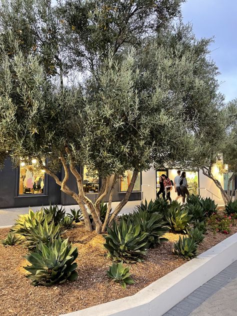 Olive Trees Landscape Front Yards, Olive Tree Landscape Design, Olive Tree Landscape Backyards, Olive Tree Landscaping, Front Yard Olive Tree, Olive Tree Front Garden, Yucca Landscaping, Olive Tree Landscape Front Yards, Mediterranean Landscaping Front Yard Drought Tolerant