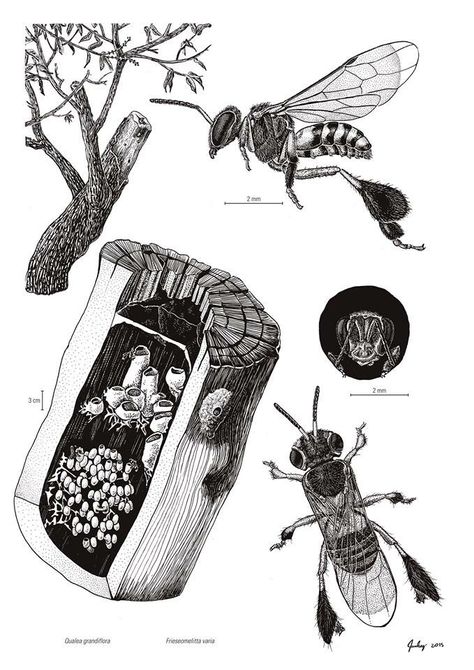 Bee Identification, Insect Identification, Science Infographics, Stingless Bees, Science Illustration, Bee Garden, Bee Art, Graphic Design Layouts, Tropical Art