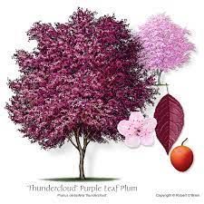 Purple Leaf Plum Tree, Cherry Laurel, Plum Tree, Red Leaves, Nature Plants, A Tree, Red Peppercorn, Plum, The Selection