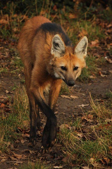 Maned Wolves, Regard Animal, Maned Wolf, Tattoo Nature, Wolf Photography, Stuttgart Germany, Animal Study, Interesting Animals, Fascinating Facts