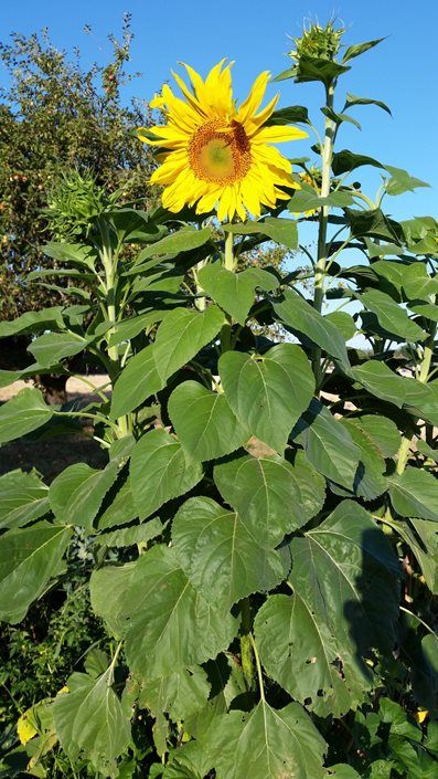 Sunflower Growing, How To Grow Sunflowers, Harvesting Sunflower Seeds, Sunflower Leaf, Grow Sunflowers, Sunflowers Garden, Perennial Sunflower, Mammoth Sunflower, Types Of Sunflowers