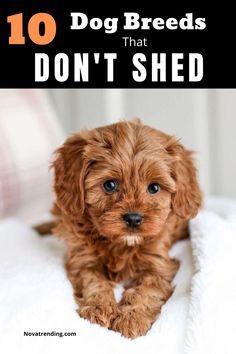 Small Family Dogs, Miniature Dog Breeds, Dog Breeds That Dont Shed, Top 10 Dog Breeds, Family Dogs Breeds, Best Small Dogs, Top Dog Breeds, Cute Puppy Breeds, Cute Small Dogs