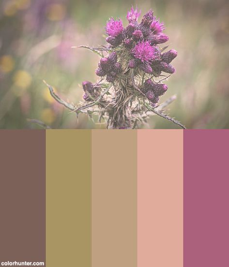 Highland Thistle Color Scheme from colorhunter.com Thistle Color Palette, Scottish Color Palette, Thistle Color, Scottish Heather, Palette Inspiration, Sage Color, Spare Room, House Goals, Scottish Highlands