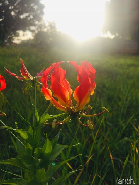 Flame Lily - Wild Flowers - African summers Wild Lilies, Flame Lily, Flower Boy, Favorite Flowers, Flower Boys, Meow Meow, Lily Flower, Flowers Nature, Pretty Things