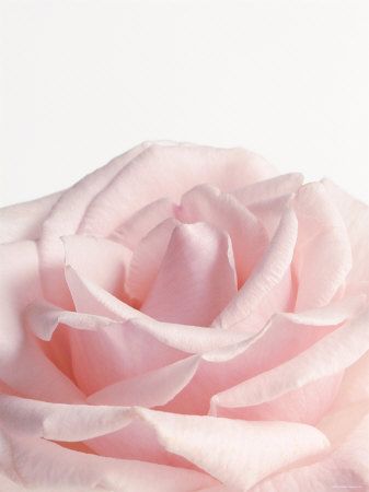 Pink Flower Pictures, Tout Rose, Cottage Rose, Pale Pink Roses, Colorful Roses, Pastel Pink Aesthetic, Rose Pastel, Tickled Pink, Everything Pink