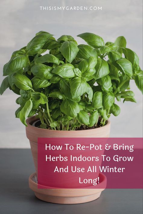 Bringing Herbs Inside For Winter, Best Way To Grow Herbs Indoors, Winter Herbs Indoor, Growing Basil Indoors In Winter, Seed Hacks, Tennessee Gardening, Windowsill Herbs, Growing Herbs Inside, Grow Herbs Indoors