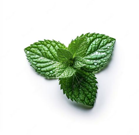 Premium Photo | A piece of mint with a leaf on it Mint Leaf, Mint Leaves, Vector Photo, Premium Photo, Free Design, Mint, Stock Photos, Quick Saves