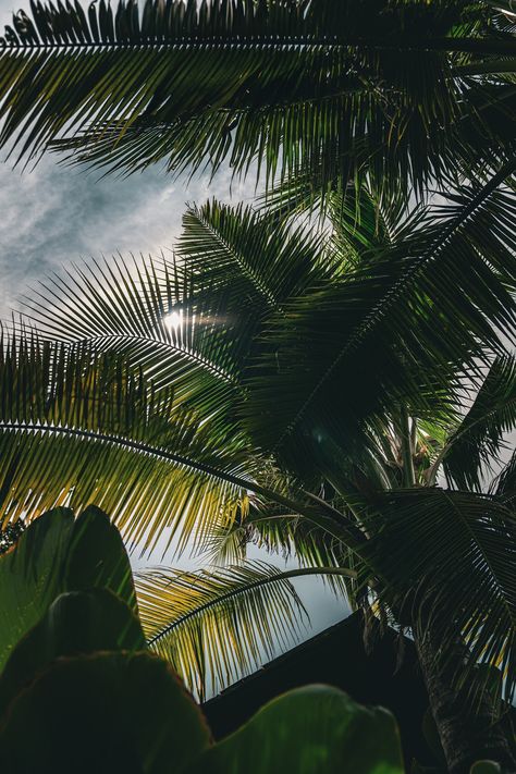 Palm Tree Close Up, Palm Leaves Aesthetic, Palm Trees Aesthetic, Palm Tree Aesthetic, Palm Tree Photography, Palm Tree Pictures, Pattaya City, Leaves Photo, Picture Tree