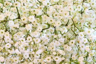 How to Dry Baby's Breath Flowers (5 Steps) | eHow Gypsophila Elegans, Baby S Breath, Plant Combinations, How To Grow Taller, Baby's Breath, Perfect Garden, Flowers Perennials, Plant Lady, Flower Lover