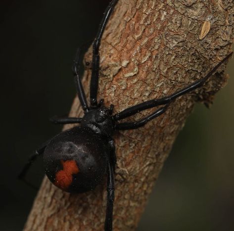 Deadly spiders of the world - Redback Spider Redback Spider, Arachnids, Spiders, The 10, Collage, The World, 10 Things, Pins, Quick Saves