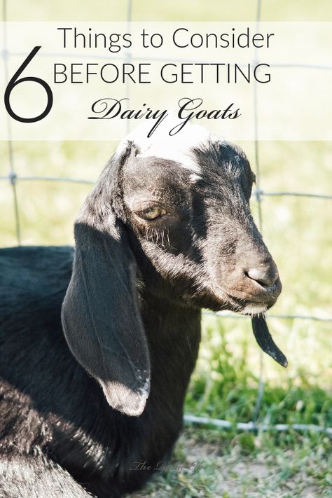 Keeping Dairy Goats, Dairy Goats For Beginners, Raising Livestock, Urban Chicken Farming, Farmer Life, Homestead Animals, Homesteading Tips, Baby Chicks Raising, Backyard Animals