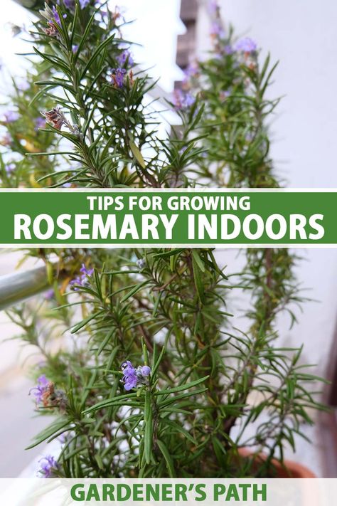 Indoor Gardens Ideas, Grow Rosemary Indoors, Rosemary Growing, Rosemary Plant Care, Growing Rosemary Indoors, Idaho Garden, How To Grow Rosemary, Grow Rosemary, Rosemary Herb