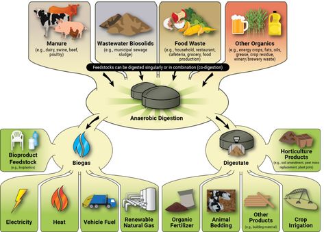 How Does Anaerobic Digestion Work? | US EPA Biogas Digester, Manure Management, Anaerobic Digestion, Go Browns, Livestock Farming, Digestion Process, Green Power, Organic Matter, Food Waste