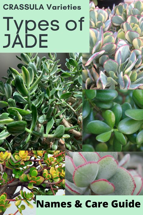 The Jade plant is a very popular houseplant because it is super easy to care for. Perfect for beginners or the forgetful gardener. They thrive in most indoor environments, making their lush green leaves a great addition to any home or office. Jade plants are a species of succulent plants in the genus Crassula (pronounced KRASS-oo-luh or KRASS-uh-luh) and family Crassulaceae (pronounced Krass-yoo-lace-ee). Types Of Jade Plant, Crassula Succulent Types, Houseplant Tips, Jade Plant Care, Jade Succulent, Jade Bonsai, Succulent Species, Plant Types, Jade Tree