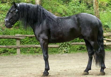 Murgese stallion, Adone. From southern Italy; the Murgese was developed in the Baroque era by crossing the highly influential, extinct Neapolitan with Barb and Arabian. The Neapolitan itself, rich with Andalusian influence, was also a major foundation of Lipizzaners. Once popular, the Murgese later almost went extinct. Reconstructed in the early 20th century, it is little known outside its region and has a small population, but is rigorously maintained. photo: Valeria Bonelli. Spanish Barb Horse, Murgese Horse, Rare Horse Breeds, Baroque Era, Horse Colors, Quarter Horses, Andalusian Horse, Black Horses, Friesian Horse