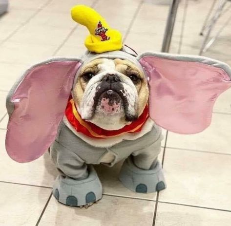 Trick or treat. #bulldog #bulldogpuppies #frenchbulldog Cute Bulldog Puppies, Desain Editorial, Bulldog Funny, Cute Bulldogs, English Bulldog Puppies, Very Cute Dogs, British Bulldog, Paper Airplane, English Bulldogs